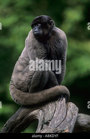 Gemeinsame oder Humboldt s Woolly Monkey Lagothrix Lagothricha in Gefangenschaft Stockfoto