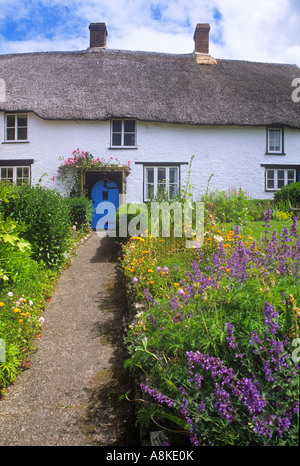 Reetdachhaus mit wildem Blumengarten grenzt an den Weg zu alten traditionellen blauen Tür North Devon UK Stockfoto