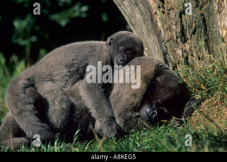 Gemeinsame oder Humboldt s Woolly Monkey Lagothrix Lagothricha in Gefangenschaft Stockfoto