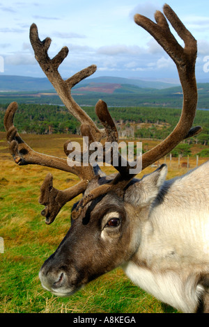 Kopf und Schultern Porträt von einem Rentier in einer Berglandschaft Stockfoto