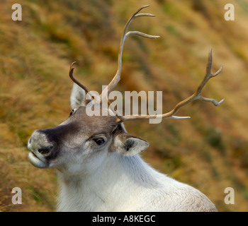 Kopf und Schultern Porträt einer jungen Rentiere in einer Berglandschaft Stockfoto