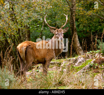 Full-Frame-Bild des Jugendlichen männlichen Rotwild Hirsch Cervus Elaphus in einer bewaldeten Umgebung Stockfoto