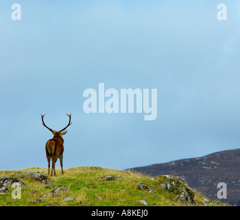 Männliche Rotwild Hirsch Cervus Elaphus in einem klassischen Highland Pose steht auf einem felsigen Hügel mit Blick auf eine Bergtal Stockfoto