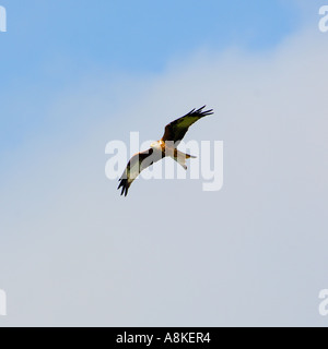 Ganz in der Nähe Bild ein Rotmilan im Flug von unten mit guten Maß an Detail Gefieder und bewölkten blauen Himmel oben Stockfoto