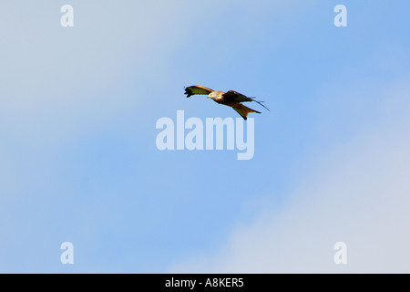 Ganz in der Nähe Bild ein Rotmilan im Flug von unten mit guten Maß an Detail Gefieder und bewölkten blauen Himmel oben Stockfoto