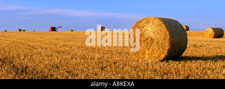 Panoramablick auf einem abgeernteten Feld unter blauem Himmel verstreut mit Heuballen und einem leuchtend roten Mähdrescher am Horizont Stockfoto