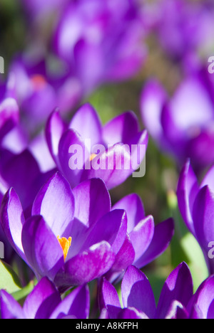 Vertikale Nahaufnahme von vielen leuchtend Violette Krokusse in voller Blüte Stockfoto