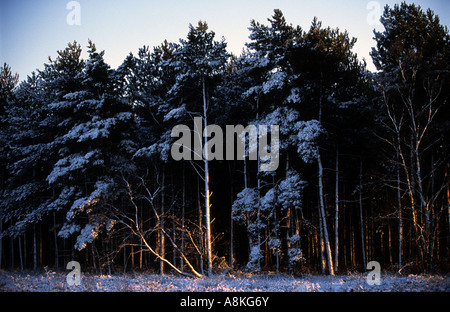 Schnee bedeckt Kiefern im Rendlesham Forest, Suffolk, UK. Stockfoto