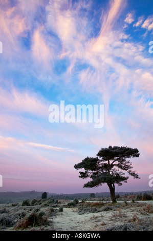 Der New Forest, Hampshire, England Stockfoto