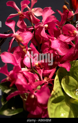 Rosa Orchidee blüht in Sydney New South Wales NSW Australia Stockfoto