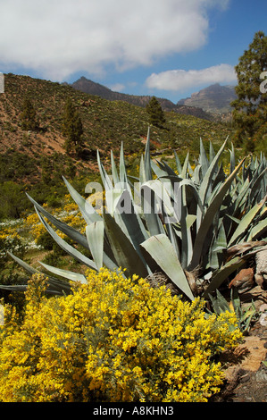 Agave americana Pflanze und gelbe Blüten von Adenocarpus foliolosus in der Gegend Las Cumbres auf Gran Canaria, einer der Kanarischen Inseln Spaniens Stockfoto