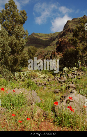 Blühender roter Mohn im Naturschutzgebiet Barranco de Guayadeque auf Gran Canaria, einer der Kanarischen Inseln Spaniens Stockfoto