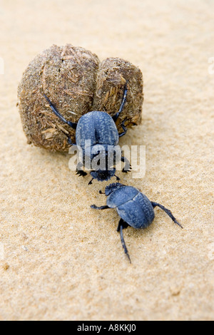 Zwei schwarze Mistkäfer mit kämpfen und eine große Dung Kugel zurück in ihre Heimat Stockfoto