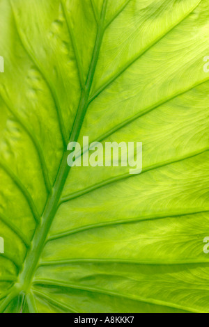 Alocasia Blatt Stockfoto