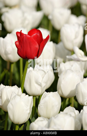 Rote Tulpe und weisse Tulpen Stockfoto