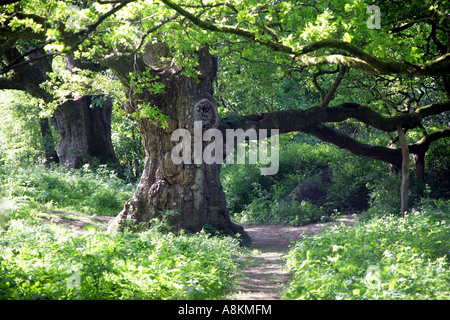 Birnam Wood von MacBeth Ruhm. Birnam, Dunkeld, in Perthshire, Schottland, Großbritannien. Stockfoto