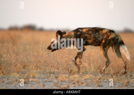 Afrikanischer wilder Hund (LYKAON Pictus) Botswana, Afrika Stockfoto