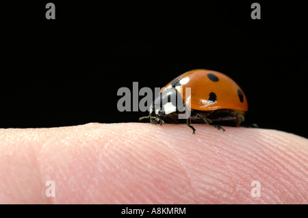 Europäischen 7-Punkt Marienkäfer (Coccinella Septempunctata) auf menschliche finger Stockfoto