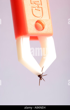 Zecken (Ixodida) mit Zecken Zange entfernt werden Stockfoto