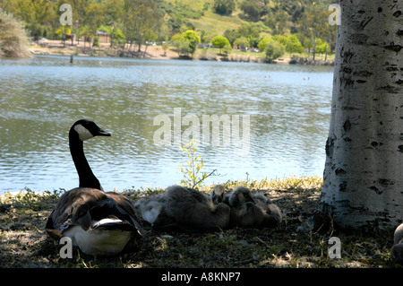 Kanadische Gans Mutter mit ihren Babys an einem See ruht Stockfoto