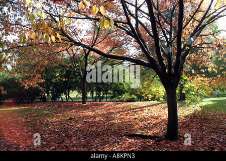 Am frühen Abend Licht im Herbst im Londoner Hyde Park Stockfoto