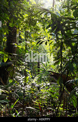 Regenwald im Maquenque Nationalpark, Costa Rica Stockfoto