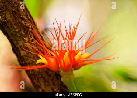 Blume im Regenwald, Maquenque Nationalpark, Costa Rica Stockfoto