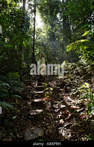 Regenwald im Maquenque Nationalpark, Costa Rica Stockfoto