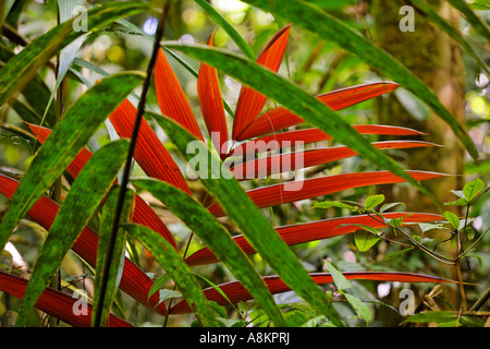 Palmblätter, Regenwald im Maquenque Nationalpark, Costa Rica Stockfoto