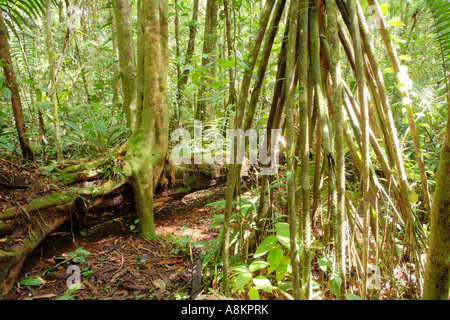 Stelzenläufer Wurzeln der Palme im Regenwald, Maquenque Nationalpark, Costa Rica Stockfoto