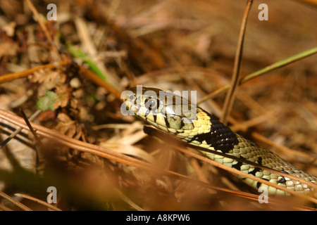 Ringelnatter Colubridae Natrix Helvetica unter bracken Stockfoto
