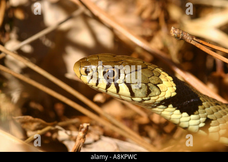 Ringelnatter Colubridae Natrix Helvetica unter bracken Stockfoto