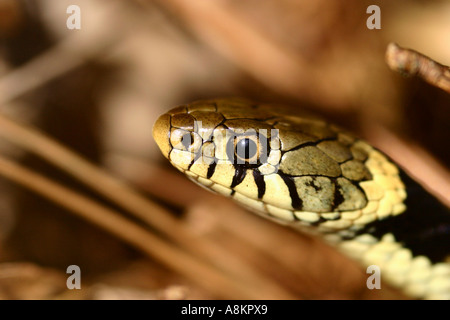 Ringelnatter Colubridae Natrix Helvetica unter bracken Stockfoto