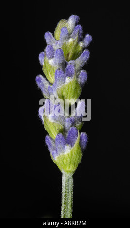 Echter Lavendel (Lavandula Angustifolia) Stockfoto