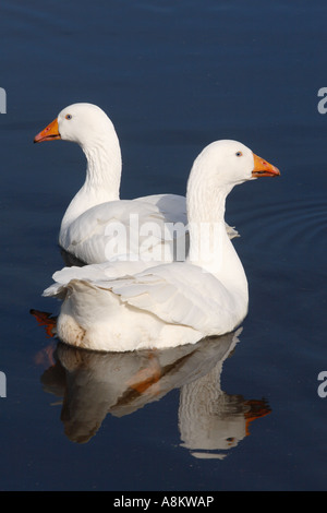 Paar von Embden Gänse Stockfoto