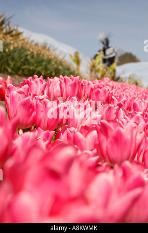 Das Eden Projekt Cornwall mit rosa Tulpe Blumen Stockfoto