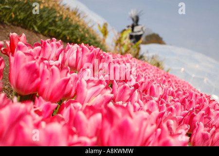 Das Eden Projekt Cornwall Beet mit Tulpe Blume rosa Eindruck Liliaceae Tulipa Stockfoto