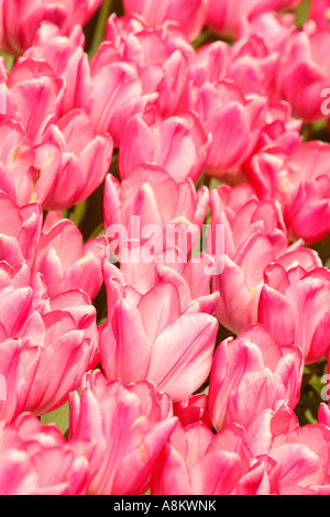 Tulpe Blume rosa Eindruck Liliaceae Tulipa Stockfoto