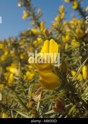 Detail der Ginster Blüte Ulex Europaeus hautnah Stockfoto