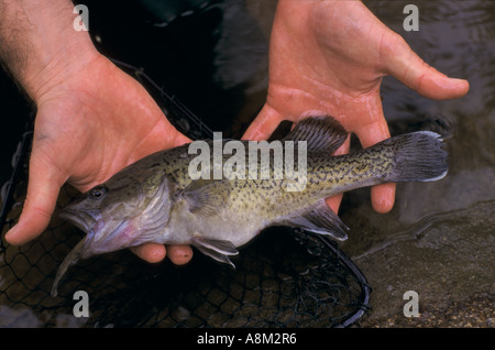 Seltene Forelle, Kabeljau, Victoria, Australien Stockfoto