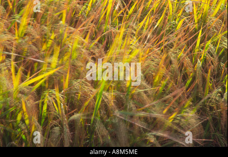 Reispflanzen im Wind Pearl River Delta Guangdong Provinz, China Stockfoto