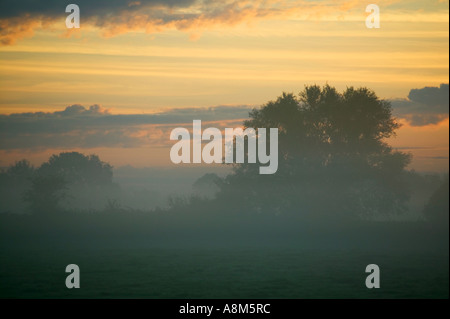 Misty Dawn in sumpfigen Bereichen in den Somerset Levels nr Bridgwater Somerset Great Britain Stockfoto