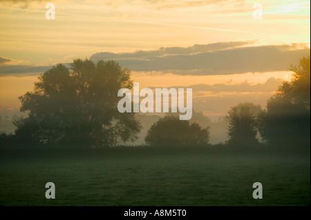 Misty Dawn in sumpfigen Bereichen in den Somerset Levels nr Bridgwater Somerset Great Britain Stockfoto