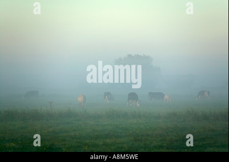 Während einer nebligen Morgendämmerung über sumpfige Felder in den Somerset Levels nr Bridgwater Somerset Großbritannien grasende Kühe Stockfoto