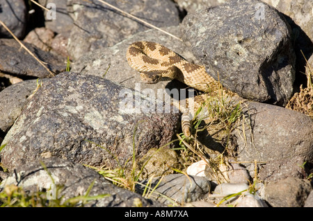 IDAHO Western zurück Diamantklapperschlange auf warmen Felsen am Gewässerrand Stockfoto