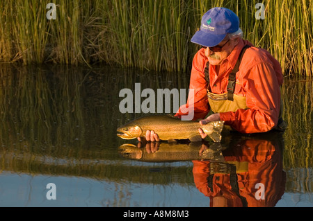 IDAHO SWAN VALLEY östlichen ID Fly Fisherman Freigabe Regenbogenforellen ab Frühjahr gefüttert Creek Herr Stockfoto