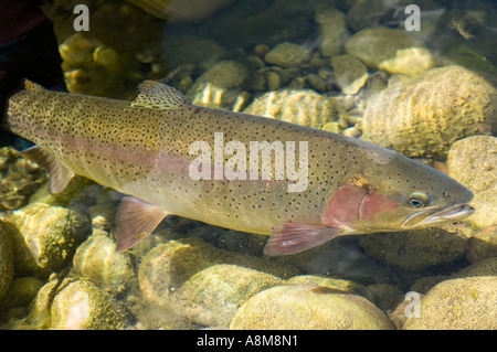 IDAHO SWAN VALLEY Fliegenfischer Freigabe große Hybrid Cutthroat-Forelle im Frühjahr gefüttert Creek östlichen Id Stockfoto