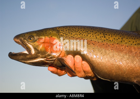 USA-IDAHO-Fischer Freigabe große Steelhead Forellen auf dem Clearwater river Stockfoto