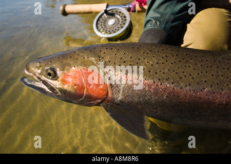 USA-IDAHO-Fischer Freigabe große Steelhead Forellen auf dem Clearwater River Stockfoto