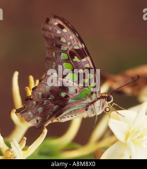 Ein Schmetterling im Regenwald Mengyang Nature Reserve Xishuangbanna Yunnan Provinz Südwest-China Stockfoto